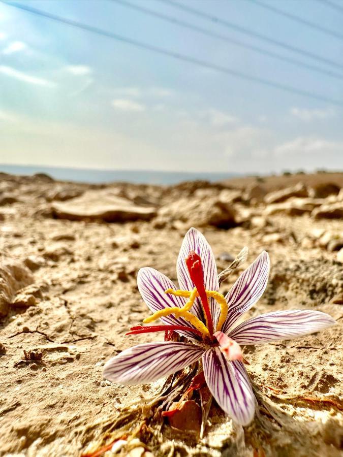 Wadi Al-Wala View Camp Hotell Madaba Eksteriør bilde